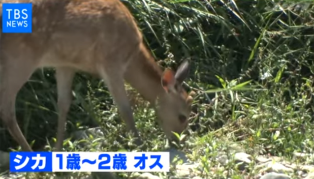 鴨川にシカ現る