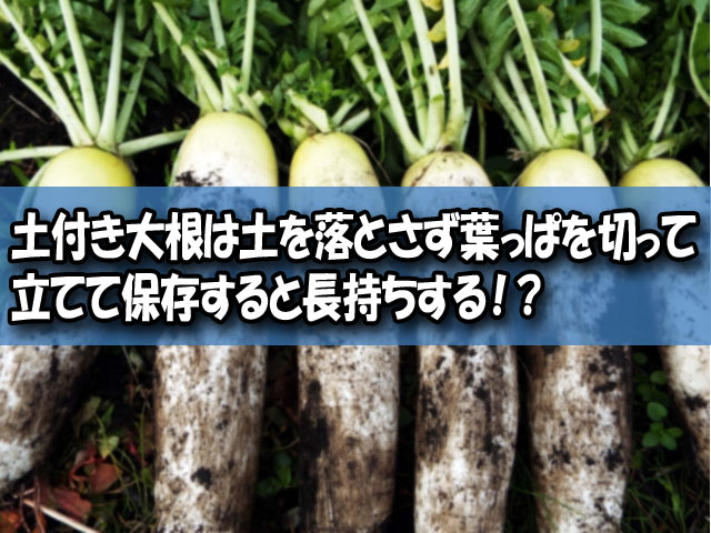 土付き大根の保存方法が知りたい 屋外や土の中でも長期保存できる ライフアップトピックス