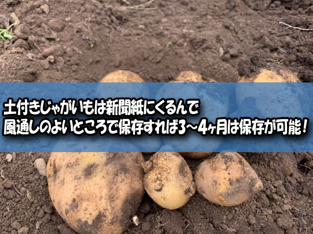 土付きじゃがいもの保存方法や日持ちは 芽が出たら食べられない ライフアップトピックス