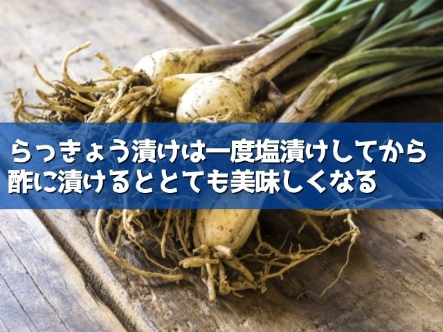 土付きらっきょうの漬け方 洗い方 保存方法は ライフアップトピックス