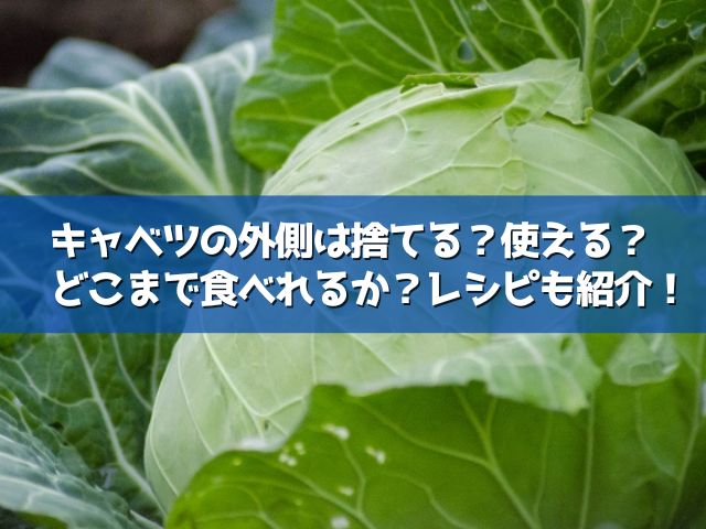 キャベツの外側の葉は捨てる それとも使える どこまで食べれるか知りたい ライフアップトピックス